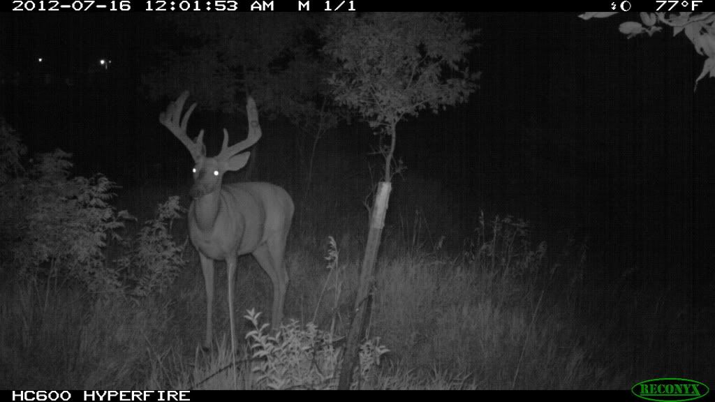 trailcam2012121.jpg