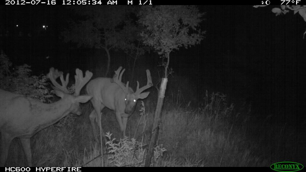 trailcam2012149.jpg