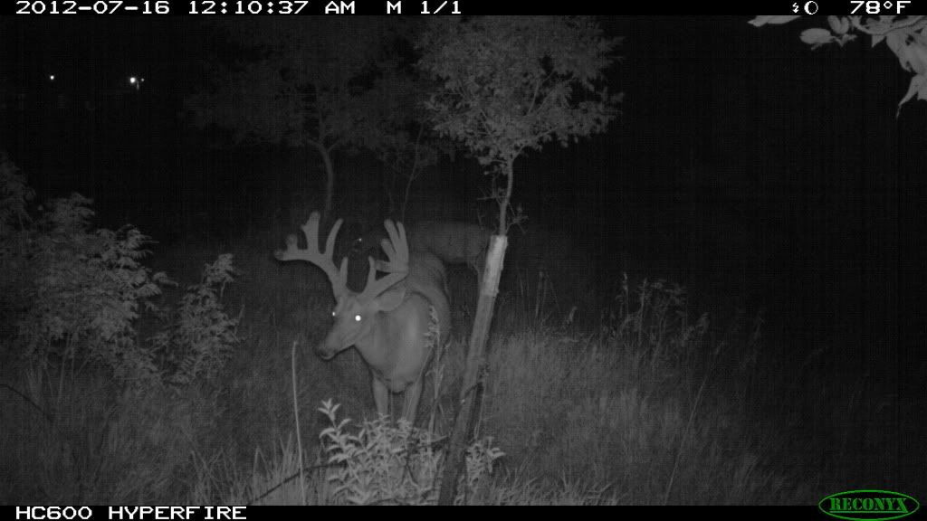 trailcam2012180.jpg