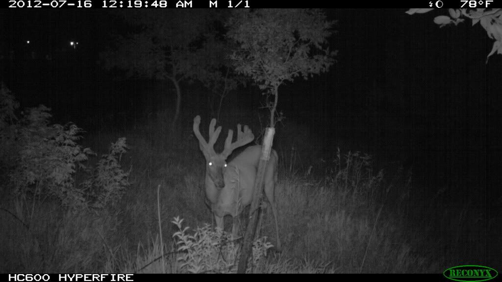 trailcam2012223.jpg