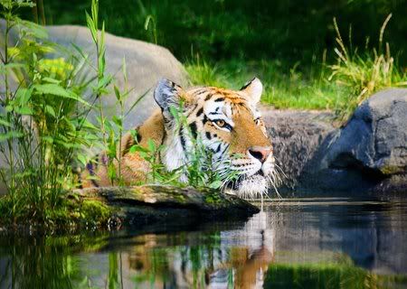 tiger Pictures, Images and Photos