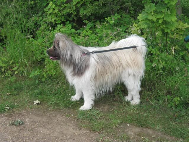 The Uk Bearded Collie Website View Topic Oskar And Friends