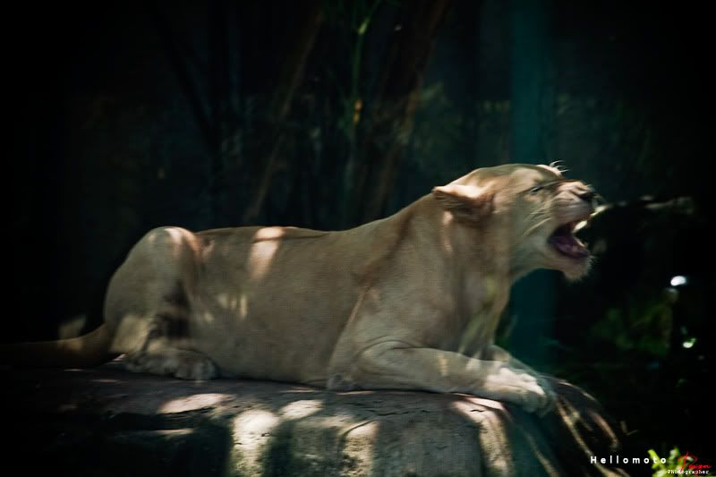 lion.jpg