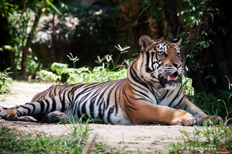 tiger.jpg