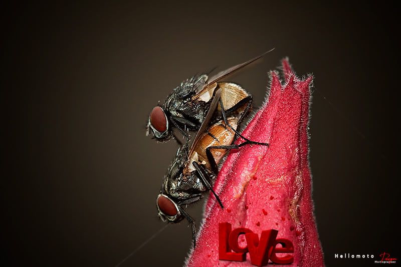 love-1.jpg