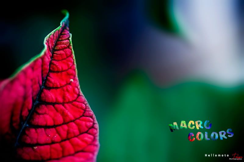 macro-color.jpg