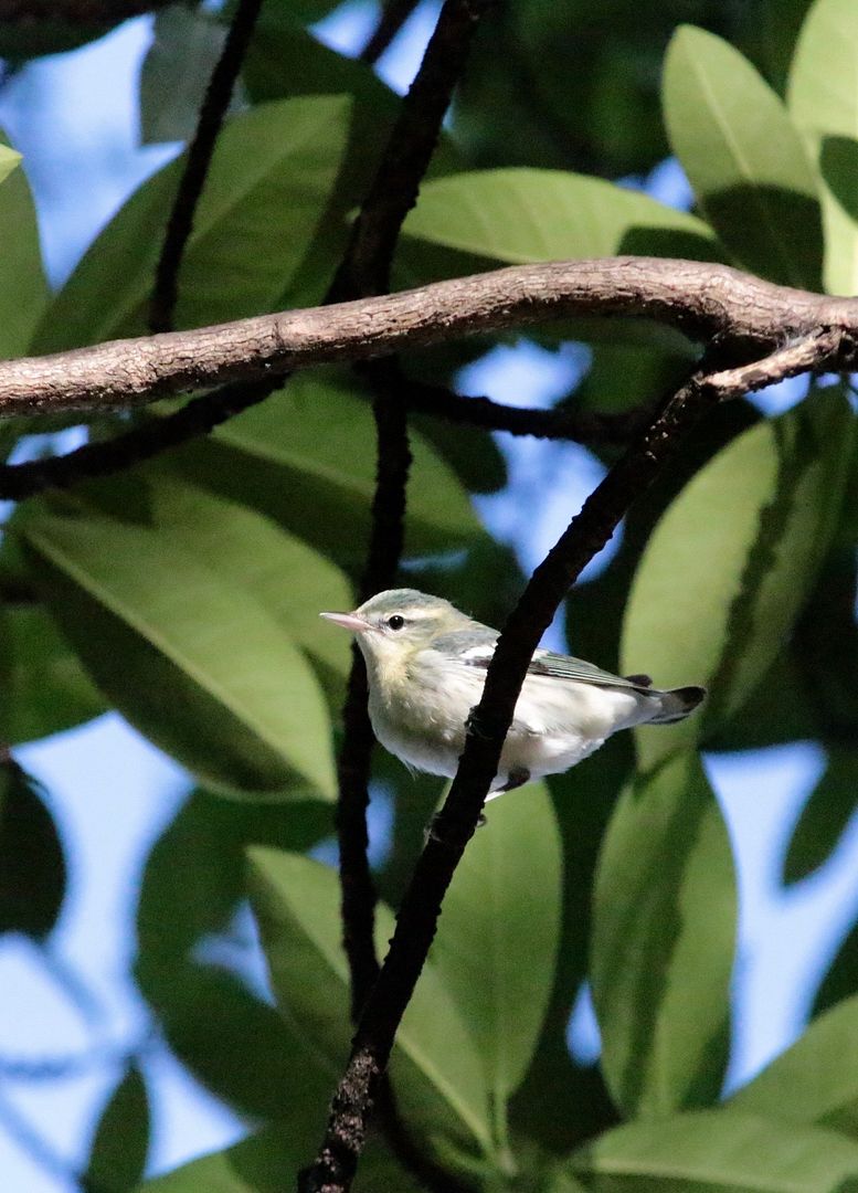 Cerulean Warbler (f) photo IMG_6044.jpg