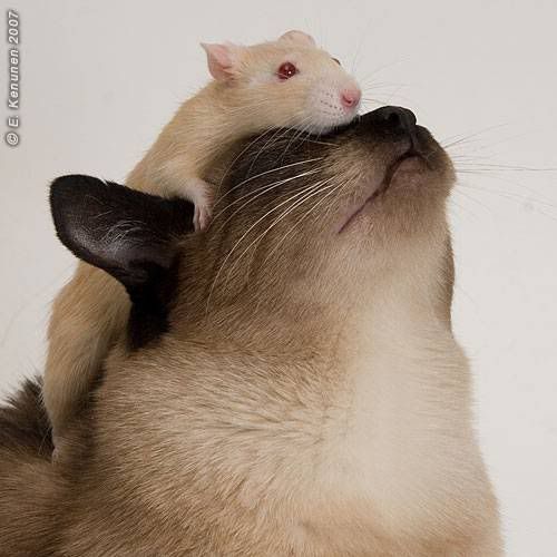 imagenes imagenes