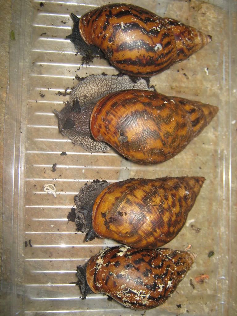 NE England Tiger snails for sale Reptile Forums
