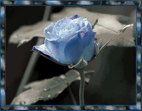 0099.gif